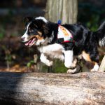 Rettungshundestaffel ASB Südhessen: Teamarbeit mit Spürnasen