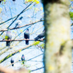 Stadttauben im Brennpunkt: Plage oder kontrollierbare Population?