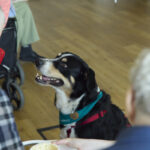 Pfotenbesuch: Wenn Hunde Herzen und Sinne wecken